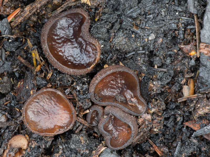 Plicaria carbonaria